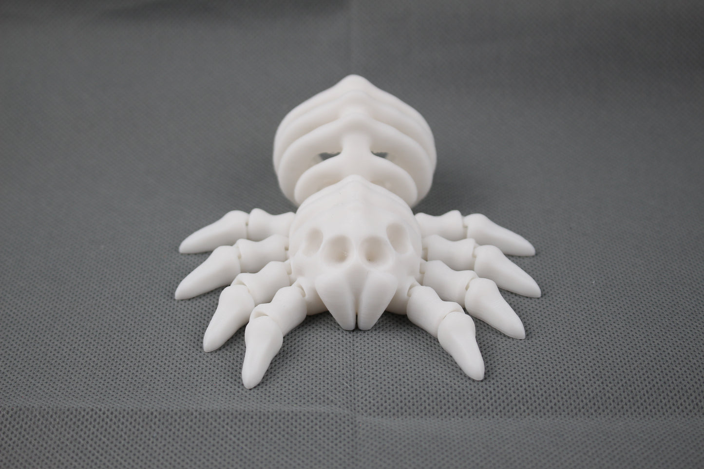 Bone-Back Spider