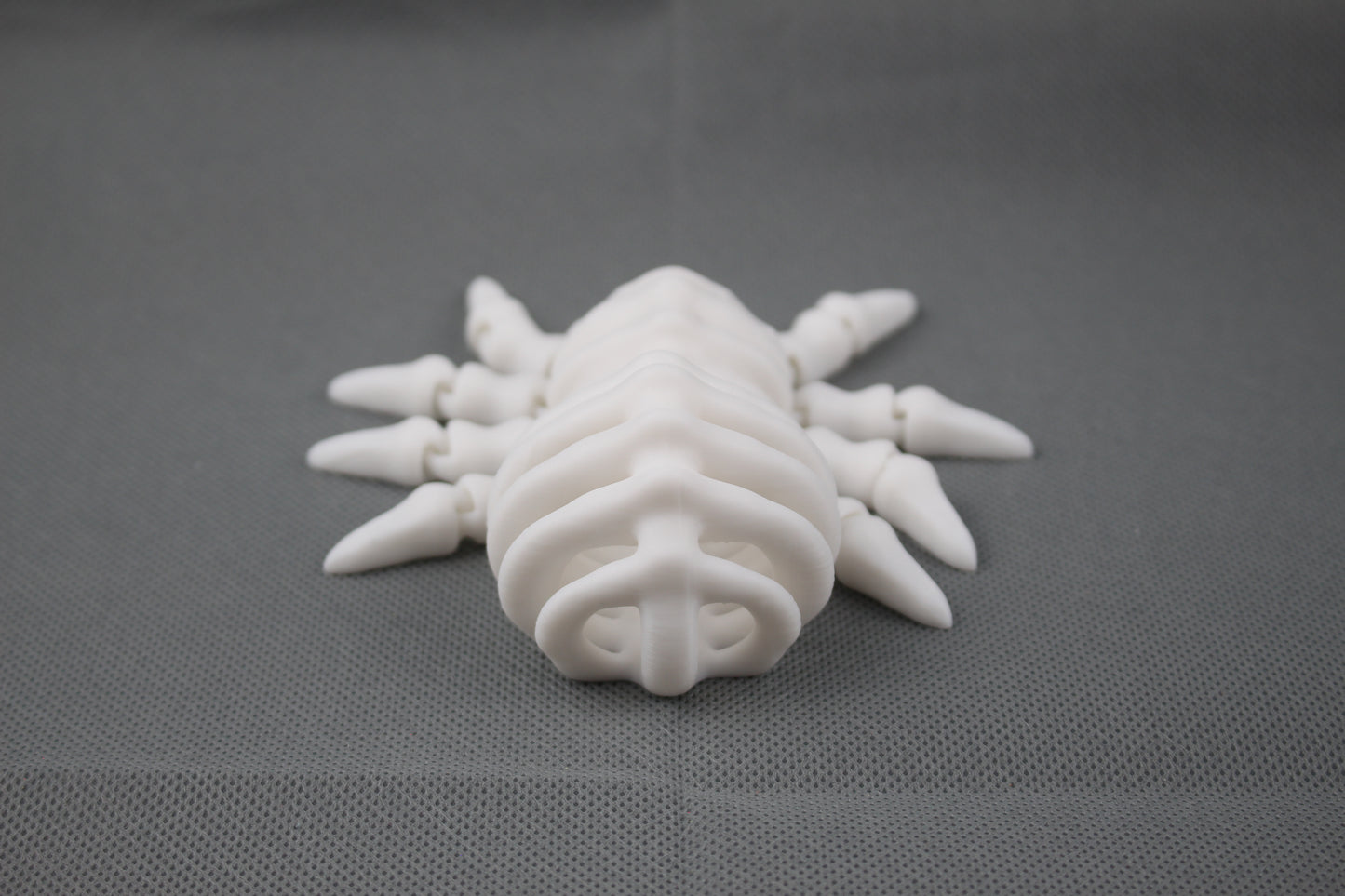 Bone-Back Spider