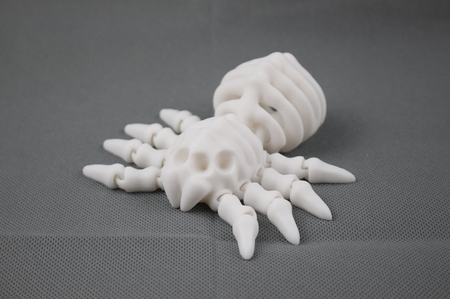 Bone-Back Spider