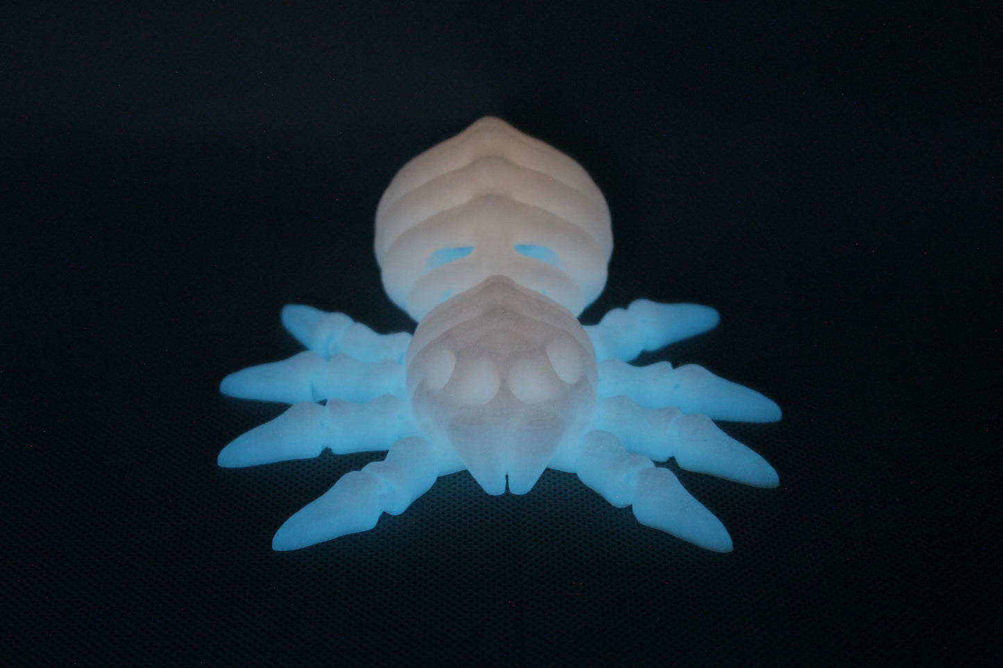 Bone-Back Spider