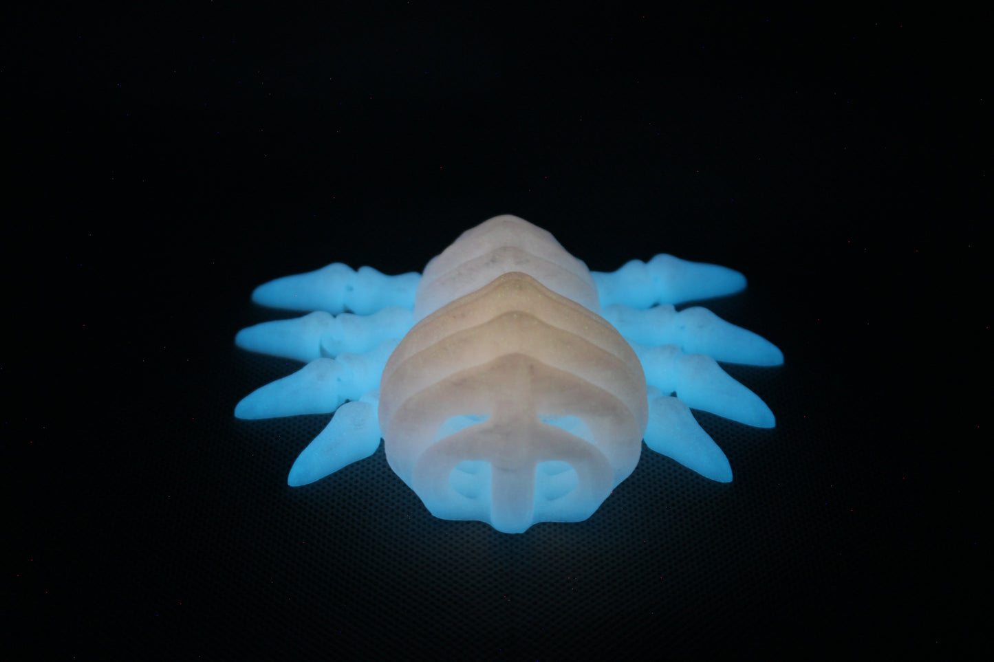 Bone-Back Spider